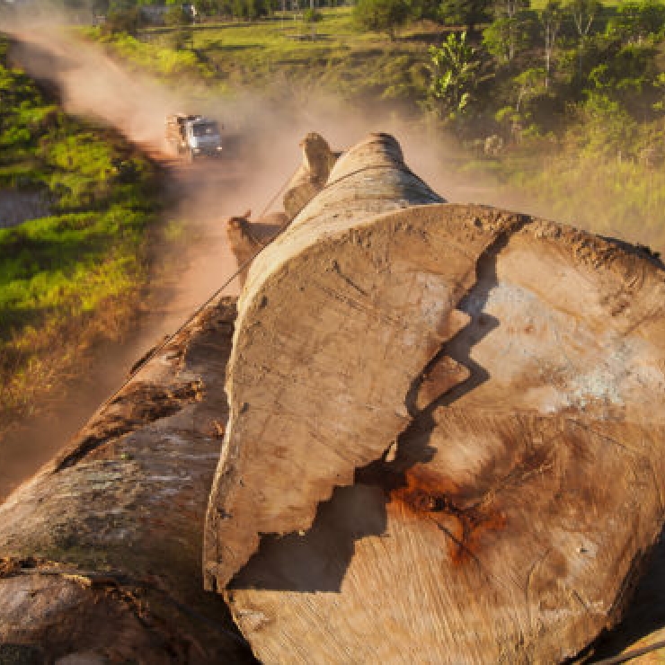 A close up of a pile of tree logs on a road