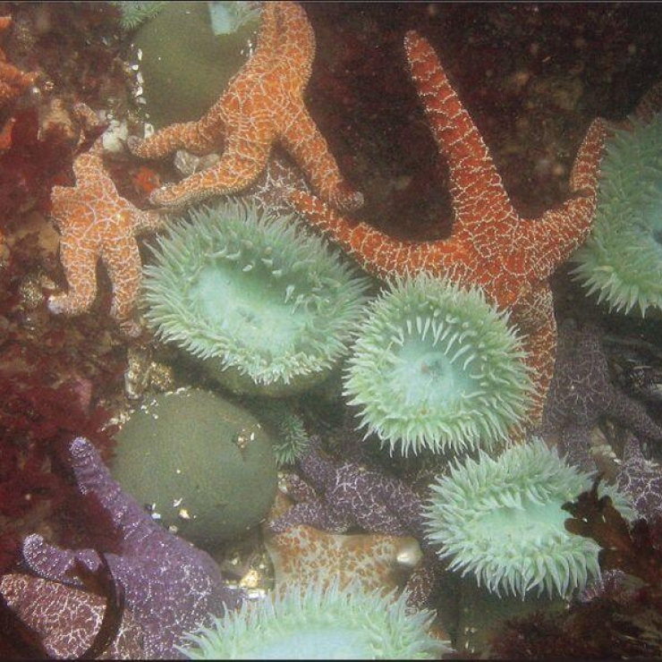 Sea stars and anemone shown together in their natural marine habitat