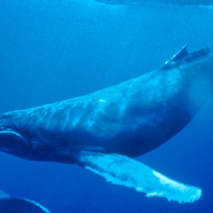 Humpback whale