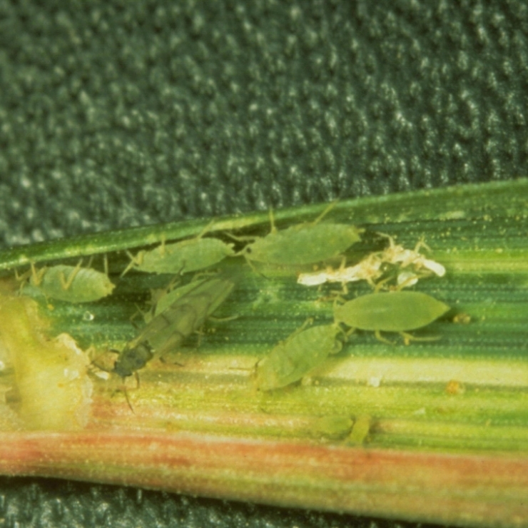 Russian wheat aphids (Diuraphis noxia). 