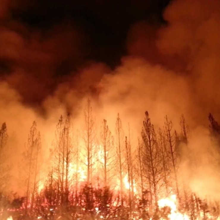 A wildfire rages in a forest