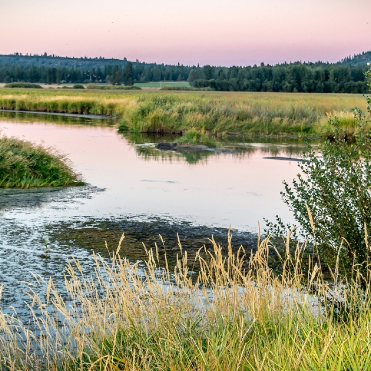 wetland