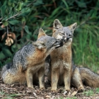 Foxes