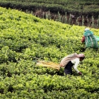 Workers harvest tea leaves in Sri Lanka