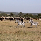 Zebras and Ankole cattle on a Kenyan ranch