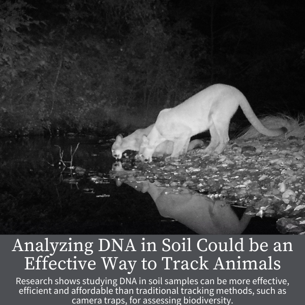  Analyzing DNA in Soil Could be an Effective Way to Track Animals; Research shows studying DNA in soil samples can be more effective, efficient and affordable than traditional tracking methods, such as camera traps, for assessing biodiversity.