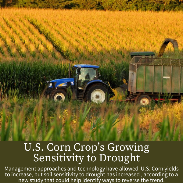 U.S. Corn Crop’s Growing Sensitivity to Drought; Management approaches and technology have allowed  U.S. Corn yields to increase, but soil sensitivity to drought has increased , according to a new study that could help identify ways to reverse the trend.