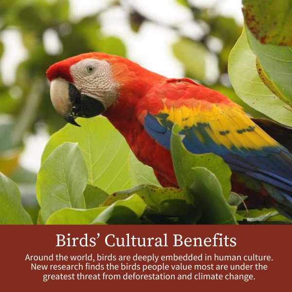 Birds’ Cultural Benefits; Around the world, birds are deeply embedded in human culture. New research finds the birds people value most are under the greatest threat from deforestation and climate change.