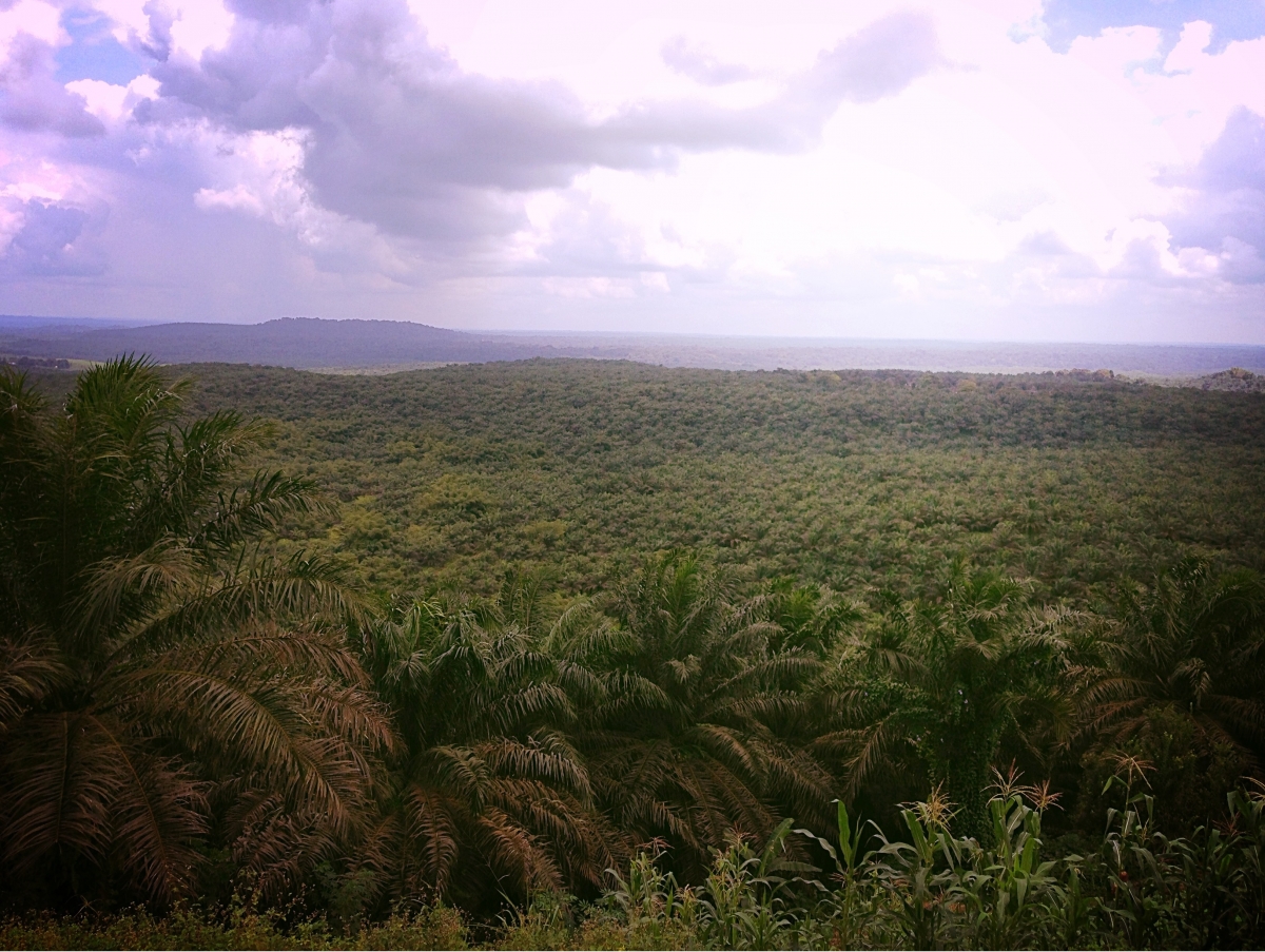 An oil palm tree plantation in Cameroon