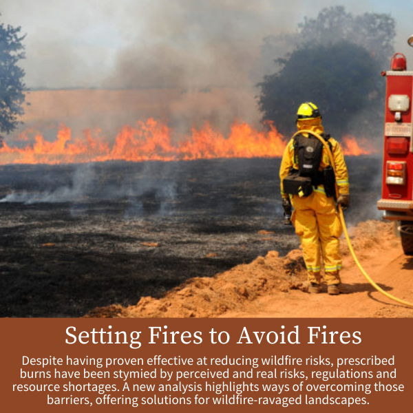 Setting Fires to Avoid Fires; Despite having proven effective at reducing wildfire risks, prescribed burns have been stymied by perceived and real risks, regulations and resource shortages. A new analysis highlights ways of overcoming those barriers, offering solutions for wildfire-ravaged landscapes.