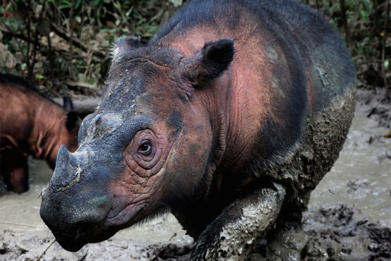 Sumatran rhino