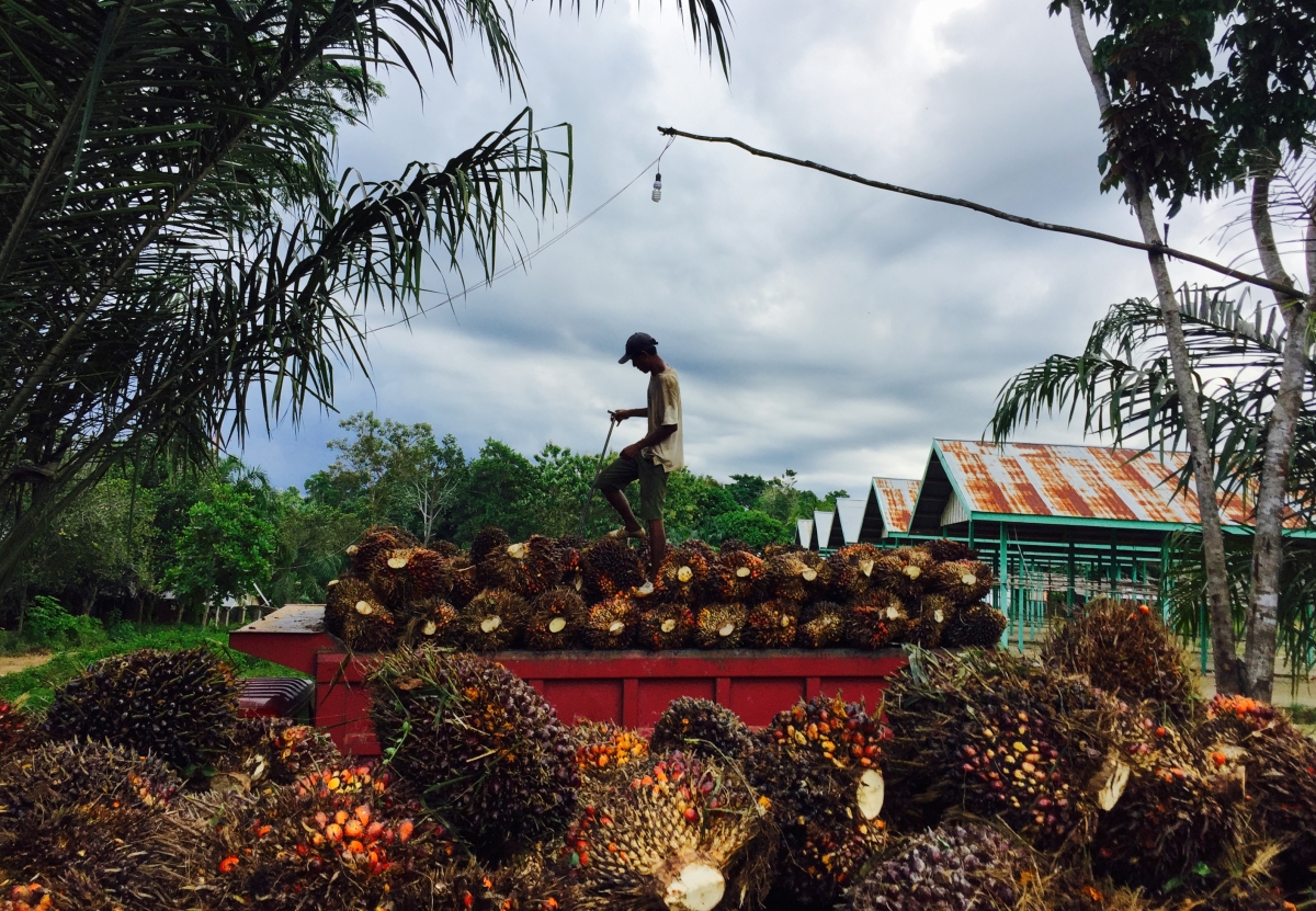 worker loading oil palm